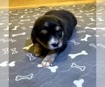 Small #15 Australian Shepherd