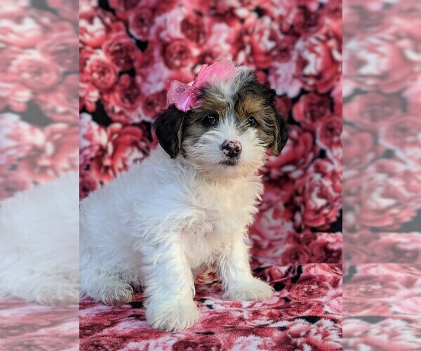 Medium Photo #2 Poodle (Miniature)-Shorkie Tzu Mix Puppy For Sale in CHRISTIANA, PA, USA
