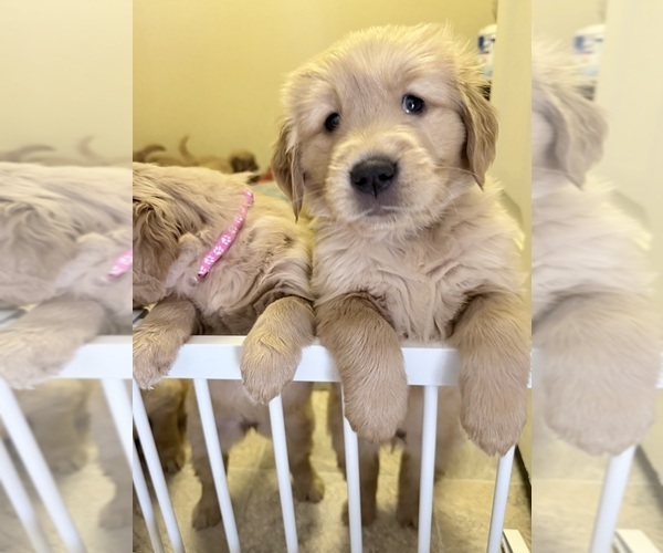 Medium Photo #3 Golden Retriever Puppy For Sale in PORTALES, NM, USA
