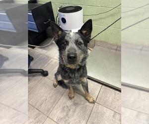 Mutt Dogs for adoption in Grand Prairie, TX, USA