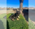Small #5 French Bulldog