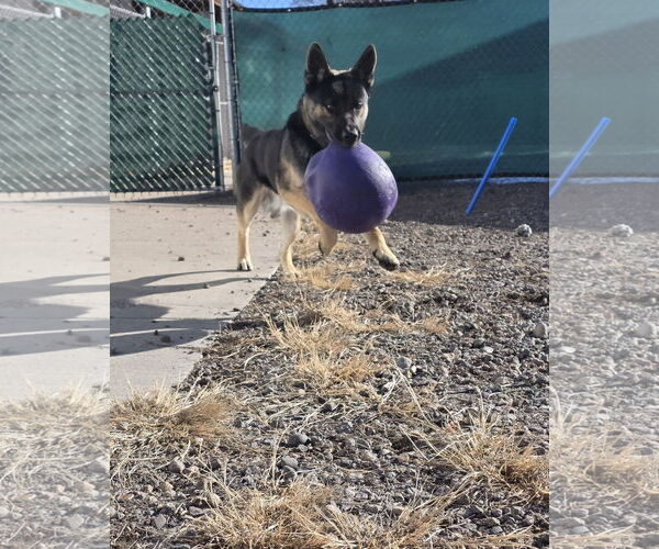 Medium Photo #2 German Shepherd Dog-Unknown Mix Puppy For Sale in Monte Vista, CO, USA