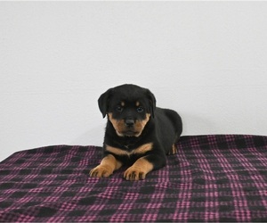 Rottweiler Puppy for sale in APPLE CREEK, OH, USA