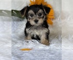 Small #3 Morkie