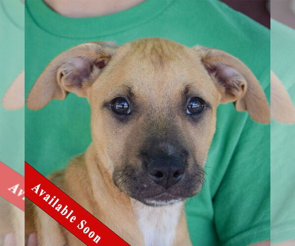 Medium Photo #1 Boxer-German Shepherd Dog Mix Puppy For Sale in Huntley, IL, USA