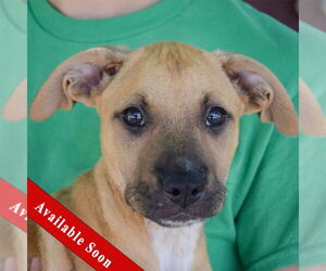Boxer-German Shepherd Dog Mix Dogs for adoption in Huntley, IL, USA