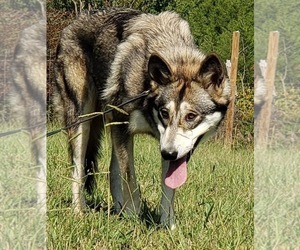 Mother of the Wolf Hybrid puppies born on 12/11/2021