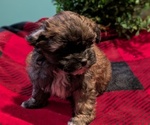 Small #4 ShihPoo