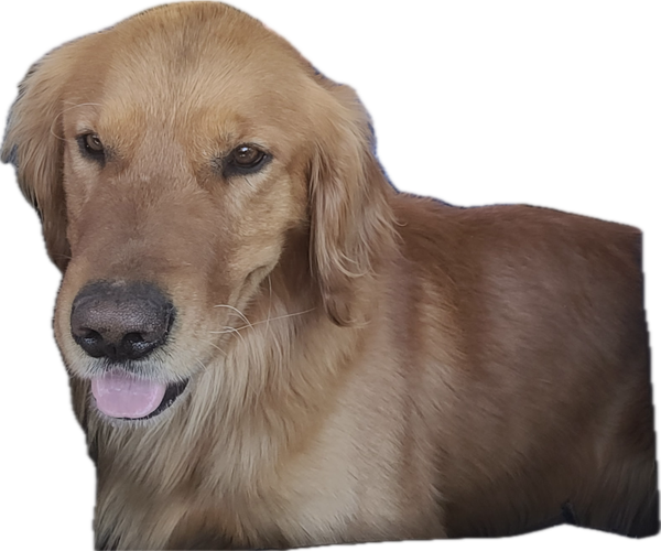 Medium Photo #14 Goldendoodle Puppy For Sale in MARICOPA, AZ, USA
