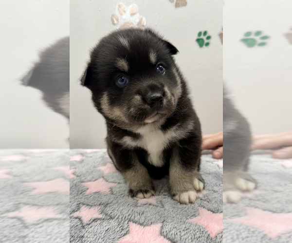 Medium Photo #15 Pomsky-Shiba Inu Mix Puppy For Sale in NASHUA, NH, USA