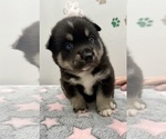 Small Photo #15 Pomsky-Shiba Inu Mix Puppy For Sale in NASHUA, NH, USA