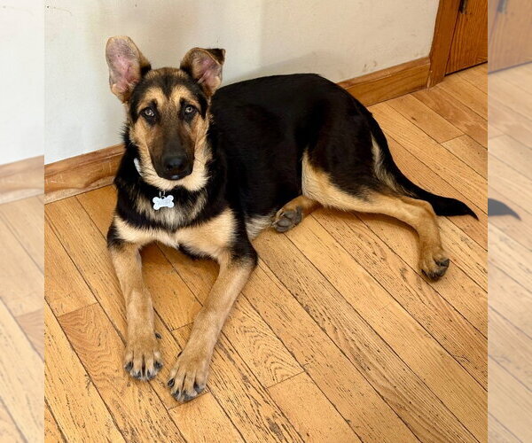 Medium Photo #6 German Shepherd Dog-Unknown Mix Puppy For Sale in Canton, CT, USA