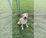 Small #3 Chihuahua-Retriever  Mix