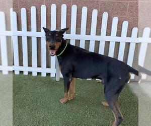 Doberman Pinscher-Unknown Mix Dogs for adoption in Modesto, CA, USA