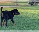 Small Photo #4 Rottweiler Puppy For Sale in YUCCA VALLEY, CA, USA