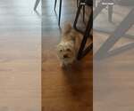 Small #3 Mutt