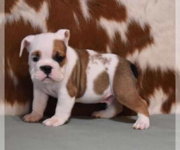 Medium Photo #5 English Bulldog Puppy For Sale in MARSHFIELD, MO, USA