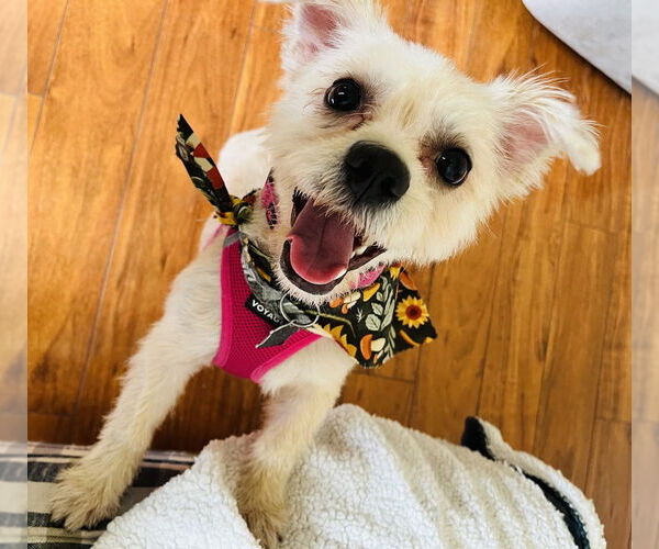 Medium Photo #3 Mutt Puppy For Sale in Mundelein, IL, USA