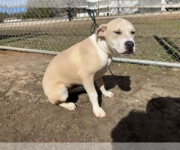 Medium Photo #3 Mutt Puppy For Sale in Rockaway, NJ, USA