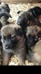 Small Photo #5 German Shepherd Dog Puppy For Sale in NEW BRAUNFELS, TX, USA