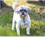 Small Shih Tzu