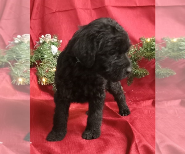 Medium Photo #5 Labradoodle Puppy For Sale in REA VALLEY, AR, USA
