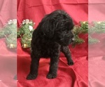 Small Photo #5 Labradoodle Puppy For Sale in REA VALLEY, AR, USA