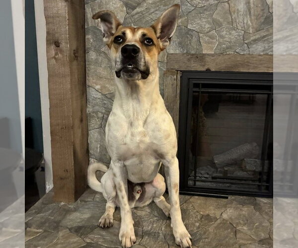 Medium Photo #6 Mutt Puppy For Sale in Canton, CT, USA