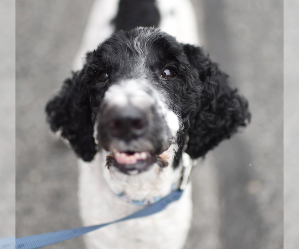 Medium Photo #3 Mutt Puppy For Sale in Brooklyn, NY, USA