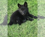 Small Photo #2 German Shepherd Dog Puppy For Sale in DECATUR, TX, USA