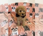 Small Photo #7 Poodle (Toy) Puppy For Sale in SYLMAR, CA, USA