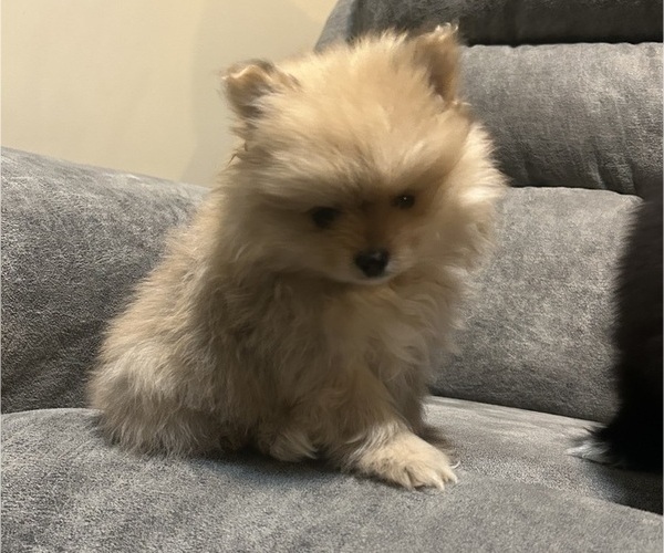 Medium Photo #1 Pomeranian Puppy For Sale in CINCINNATI, OH, USA