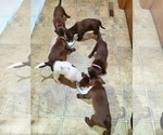 Small Photo #8 German Shorthaired Pointer-Labradoodle Mix Puppy For Sale in MONTICELLO, MN, USA