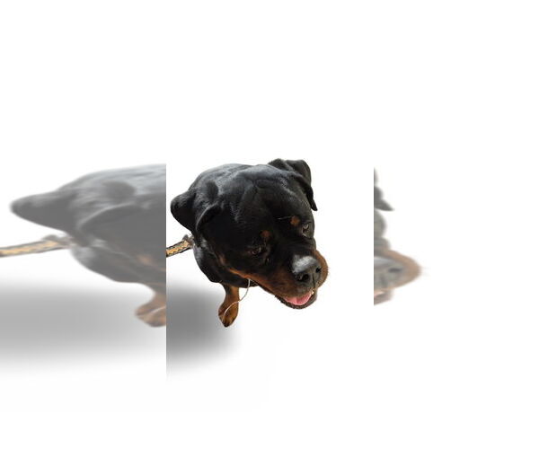 Medium Photo #4 Rottweiler Puppy For Sale in Gilbert, AZ, USA