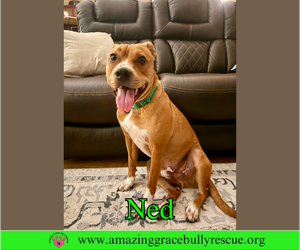 Ned - Male American Pit Bull Terrier-Unknown Mix Dog for Adoption - Photo #8