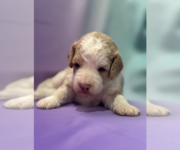 Medium Photo #4 Bernedoodle (Miniature) Puppy For Sale in LONGMONT, CO, USA