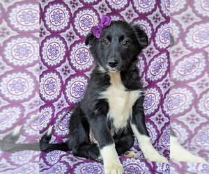 Border Collie Puppy for sale in KIRKWOOD, PA, USA