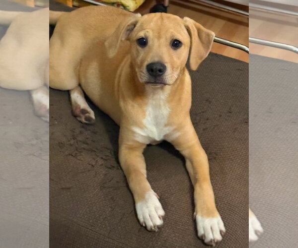 Medium Photo #2 Mutt Puppy For Sale in pomfret, CT, USA