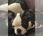 Small Photo #8 Boston Terrier Puppy For Sale in LAUREL, MS, USA