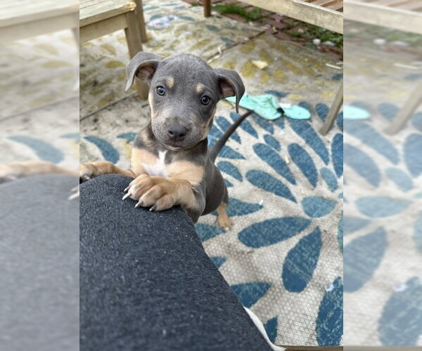Medium Photo #2 Mutt Puppy For Sale in Plainfield, IL, USA