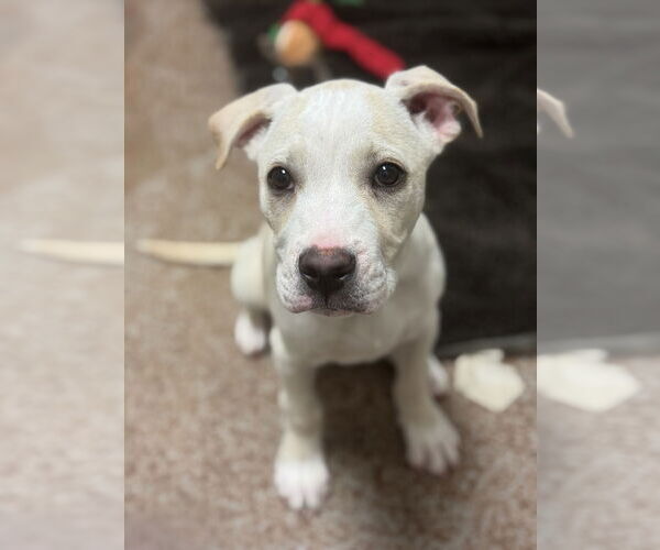 Medium Photo #2 American Pit Bull Terrier Puppy For Sale in Salinas, CA, USA