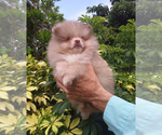Small #6 Pomeranian