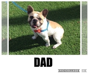Father of the French Bulldog puppies born on 07/16/2021