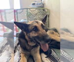 Small #3 German Shepherd Dog
