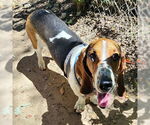 Small #2 Basset Hound