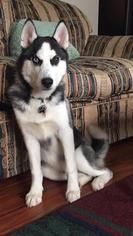 Siberian Husky Puppy for sale in EUCLID, OH, USA