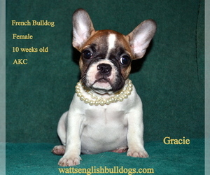 French Bulldog Puppy for Sale in GREENWOOD, Missouri USA