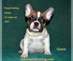 Small Photo #1 French Bulldog Puppy For Sale in GREENWOOD, MO, USA