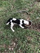 Small Photo #3 Border Collie Puppy For Sale in NEW BRAUNFELS, TX, USA