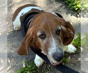 Basset Hound Dogs for adoption in Deepwater, NJ, USA